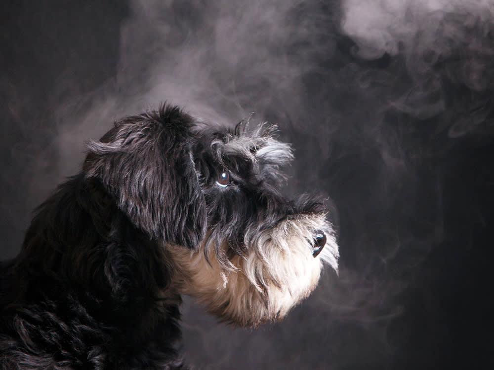 is-nicotine-bad-for-dogs