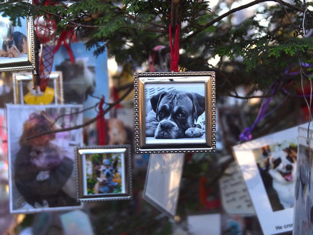 A Secret Pet Memorial Christmas Tree Is Hidden in Central Park · The Wildest