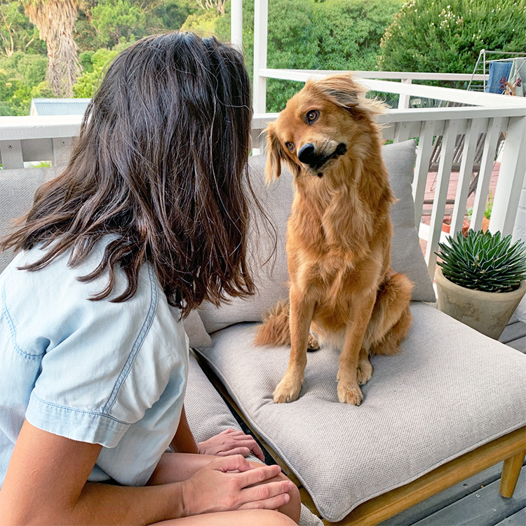 Dog staring at pet parent.