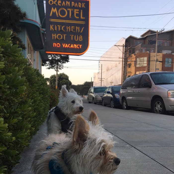 two dogs outside Ocean Park Motel