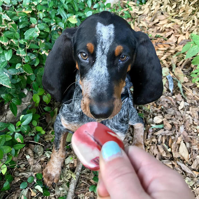dachshund receiving a treat 