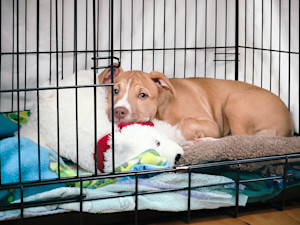 Cute Pit Bull puppy laying down in a crate.