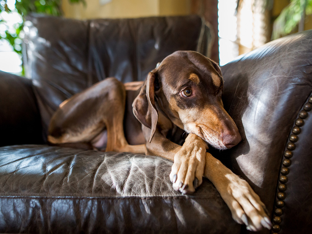 why dogs are afraid of cats