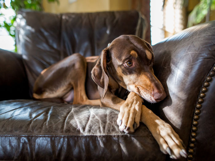 A shy looking dog sitting on a couch.