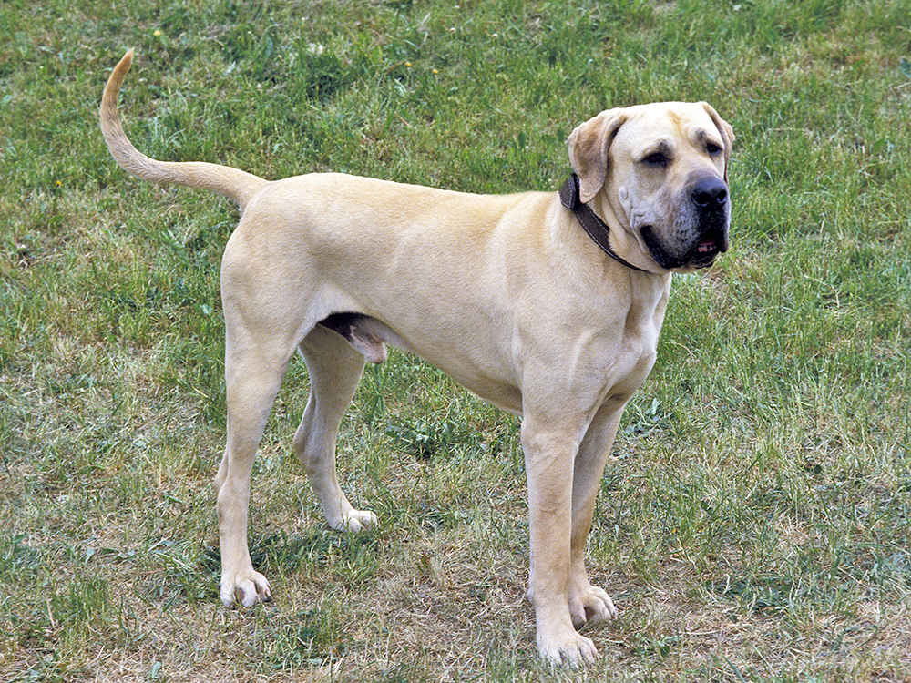 A yellow-furred dog with a black snout stands on top of green grass.