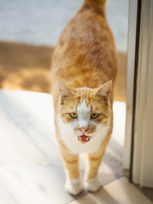 Red Cat On Threshold Looks At The Camera And Meows.