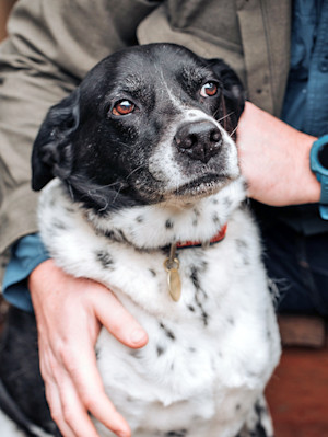 Senior dog being hugged by a man outside.
