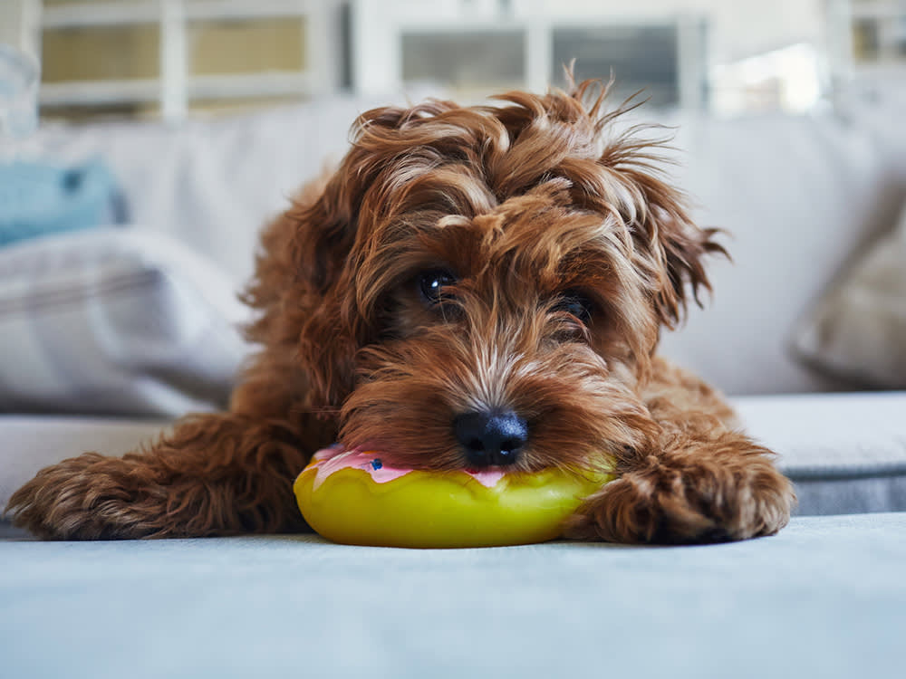 Small brown puppy chewing on plastic donut toy.