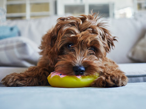 Small brown puppy chewing on plastic donut toy.