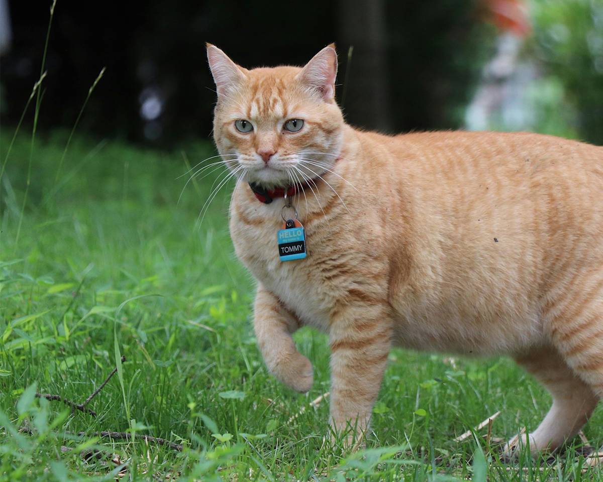 Ginger Cat with Collar Strolling Outdoors