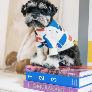 cute schnauzer in colorful sweater sitting on books