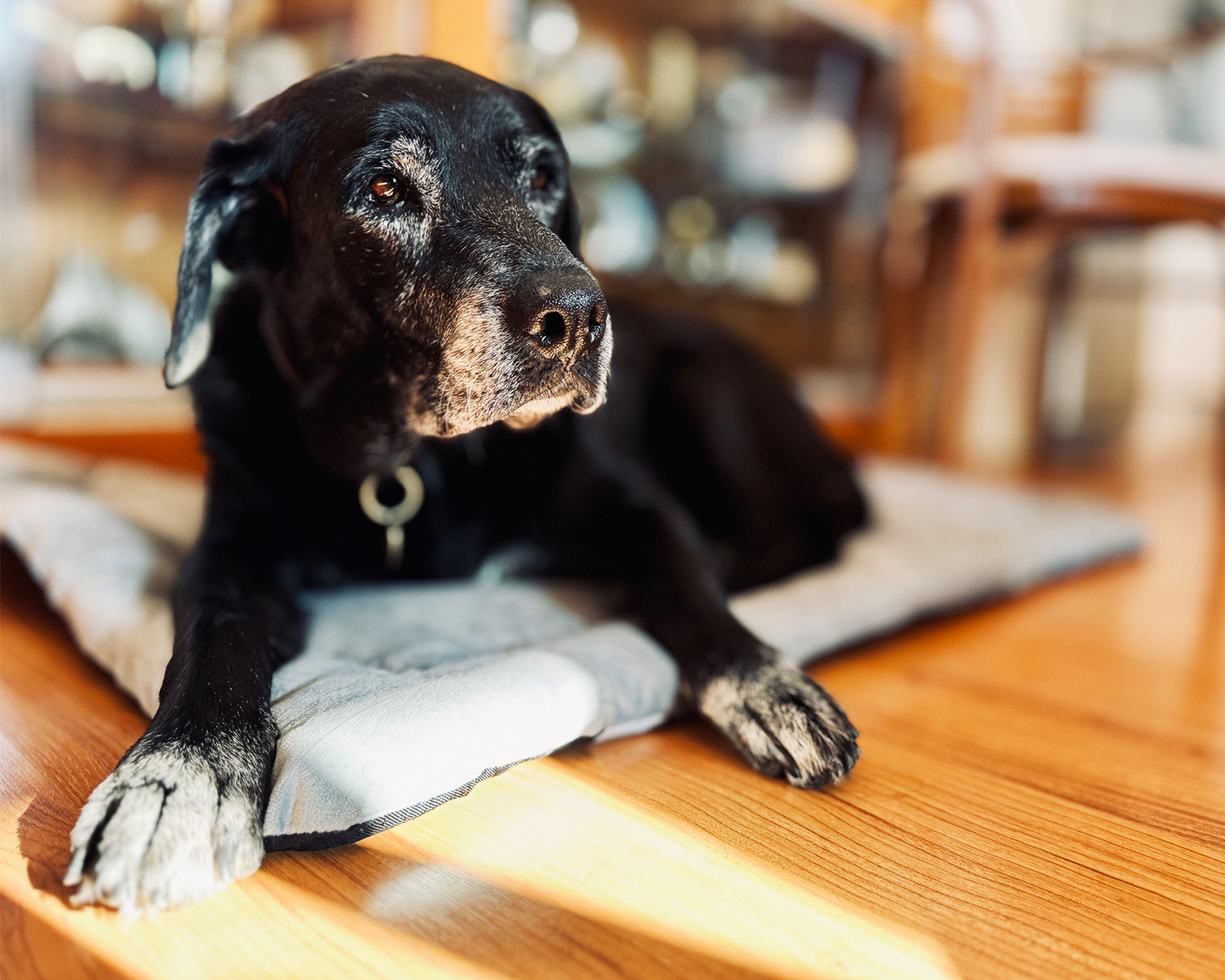 Old Labrador lying on mat