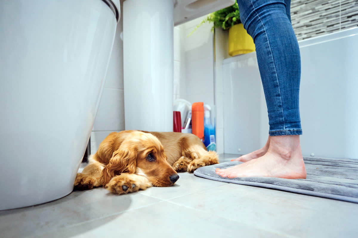 dog lying on the bathroom floor at pet parent’s feet