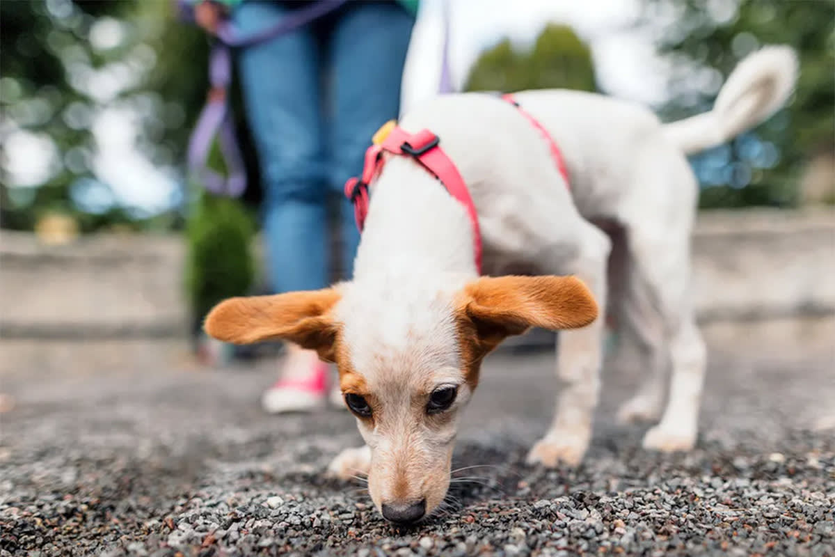Dog sniffing ground
