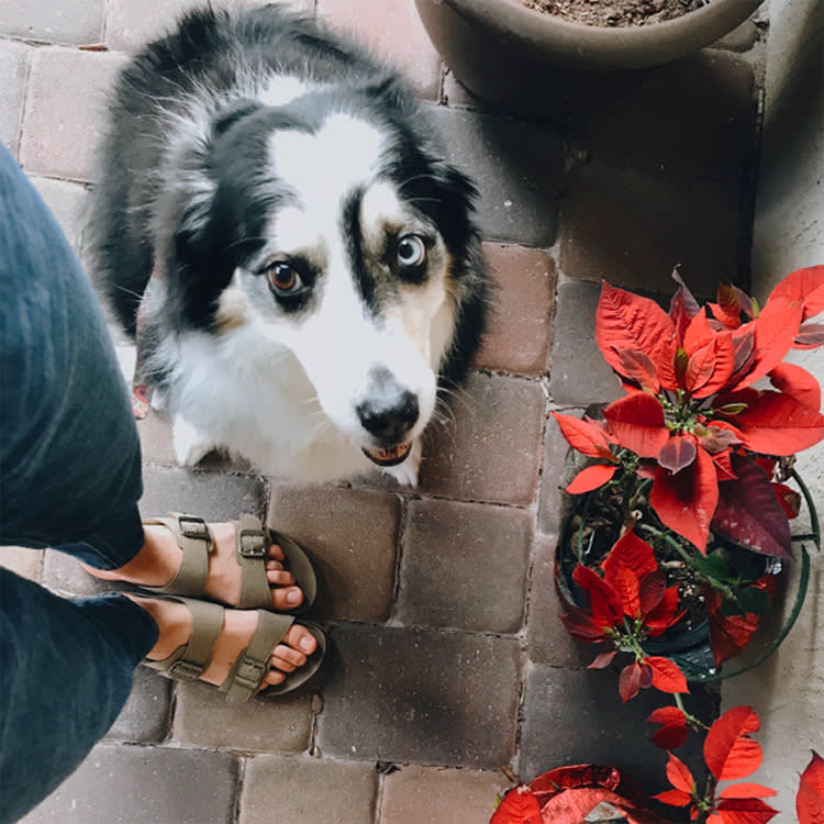 Large black and white dog sitting next to Poinsettia plants.