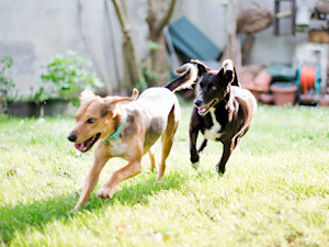 Two dogs playing together outside in the sunshine.