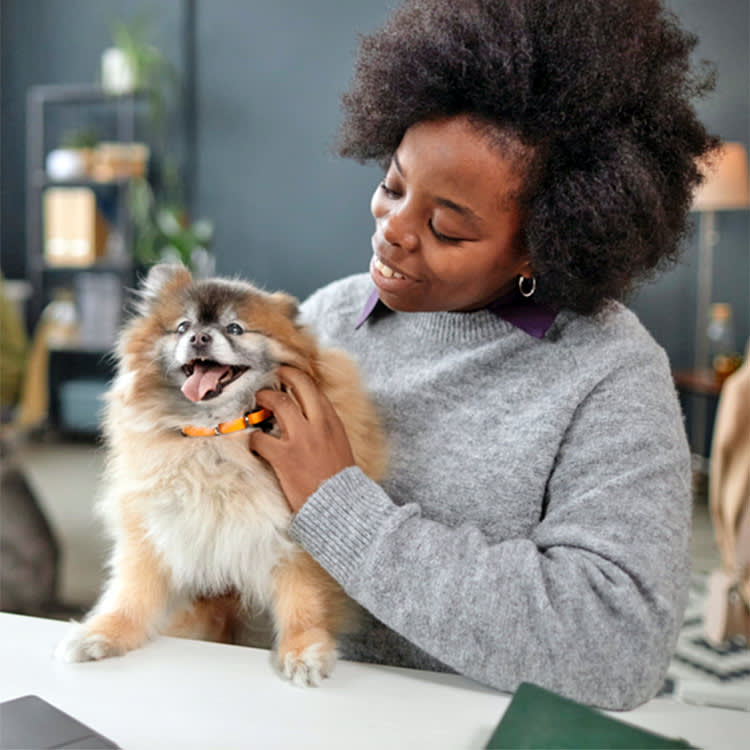 Woman petting her senior Pomeranian dog.