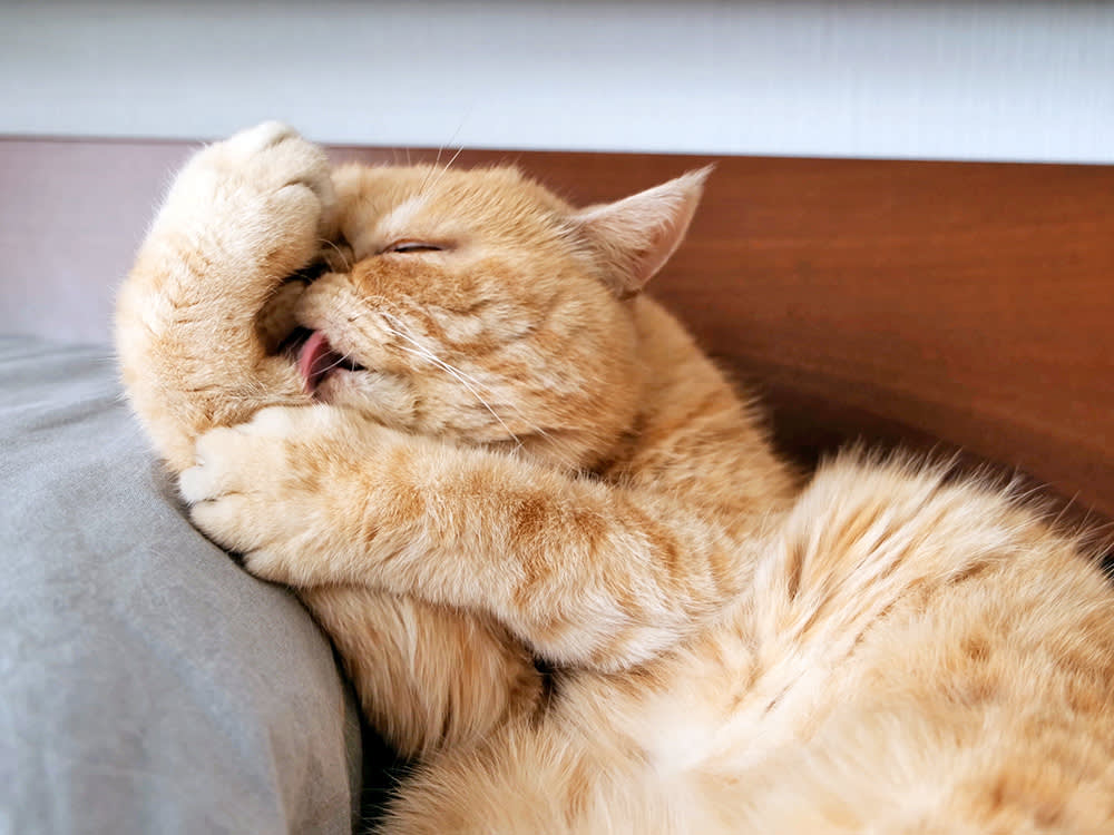 Cat grooming itself, licking paws.