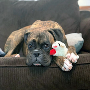 Cute Boxer dog snuggling a Lamb Chop toy.
