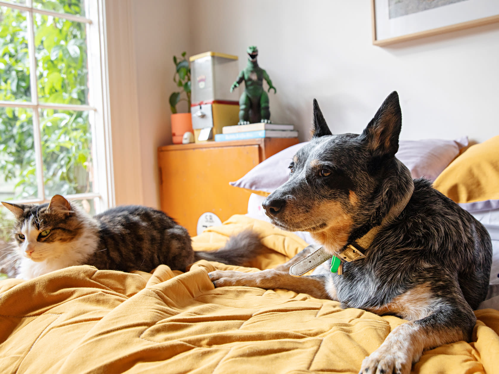 cat and dog laying on bed together