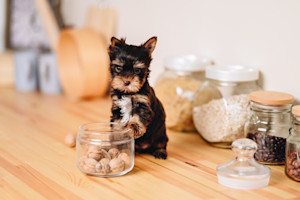 a picture of a tiny yorkshire terrier next to a jar of nuts