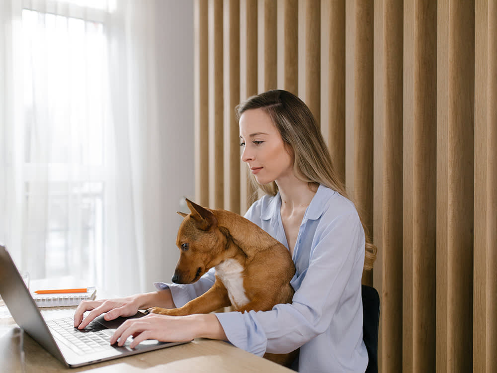 A woman with a dog on her lap sitting at a desk with a laptop. 
