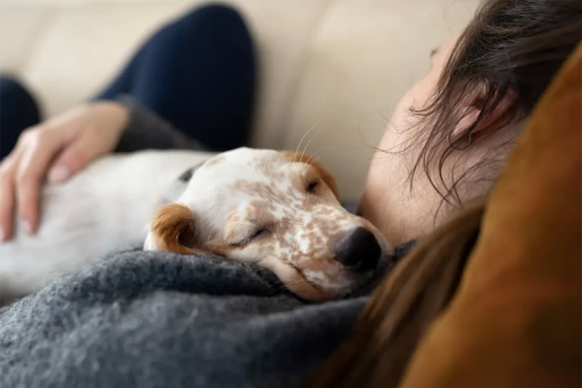 Dog lying on person