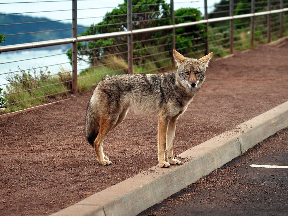 Portrait of a coyote standing on a red gravel path next to the street staring at the camera