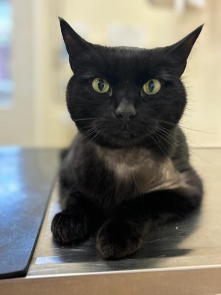 A black cat sitting on a metal veterinary table