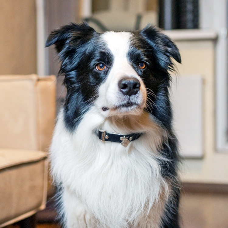Selon une nouvelle étude : Si votre chien possède ces trois caractéristiques, il pourrait être un génie. · Lien de parenté