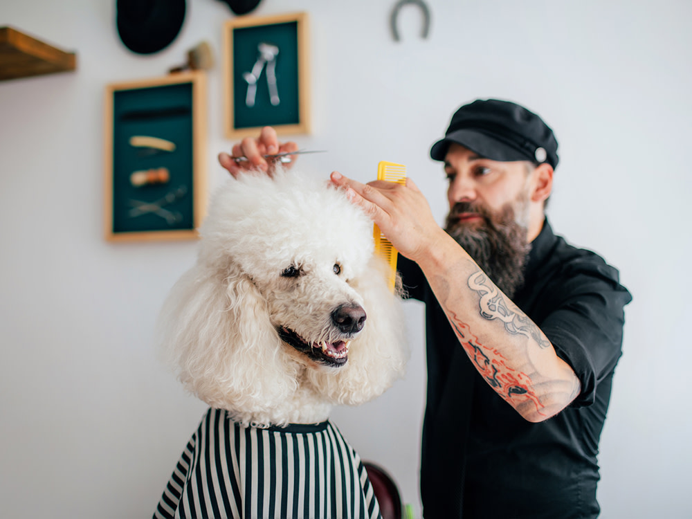 a large fluffy white Poodle dog being groomed