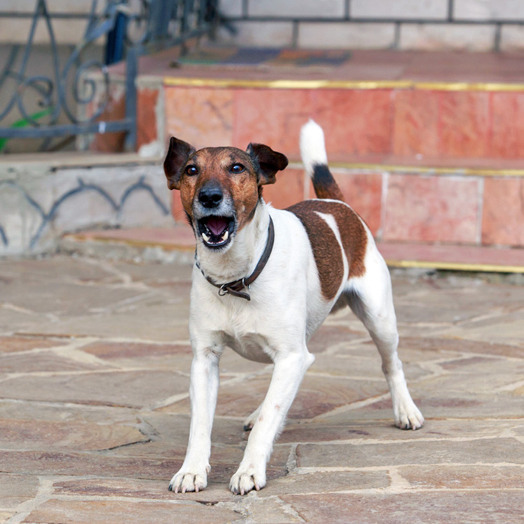 Dog barking outside in front of the house.