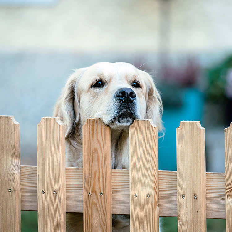 Dog looking over the fence outside.