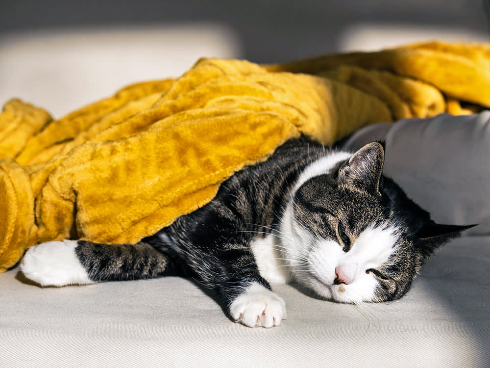 Cat sleeping at home in the sun.