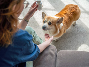 Woman giving her Welsh Corgi dog a pill at home.