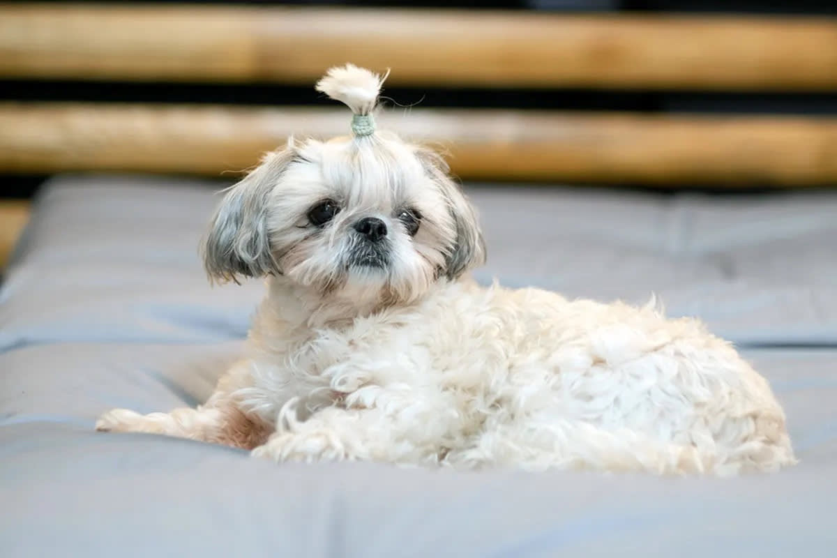 A small white dog lays atop a blue bed.
