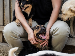 A caretaker surrounded by four dogs