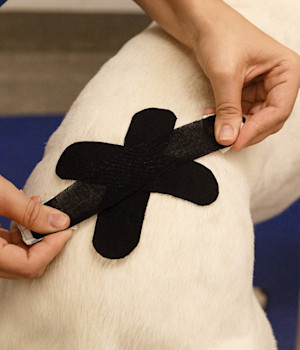 vet applying k-tape to a dog's back