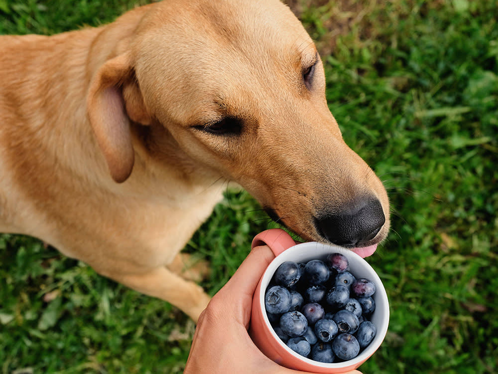 Dog smelling a cup on blueberries