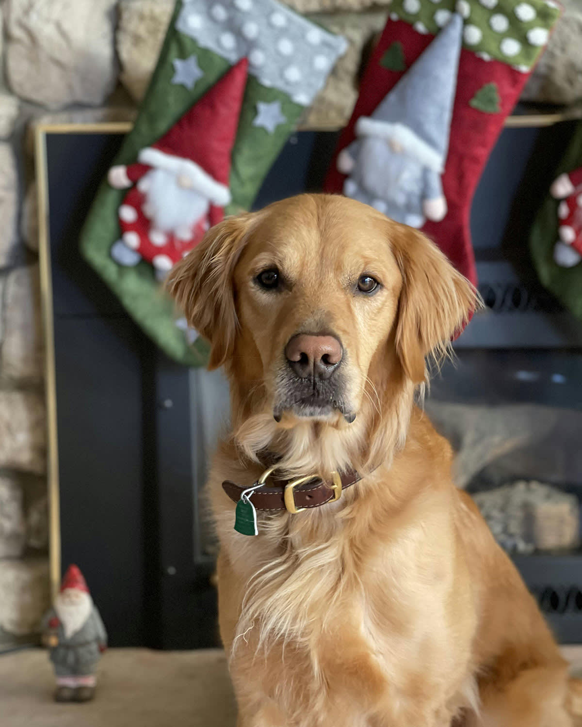 Golden retriever in front of a fireplace with stockings hanging on the surround