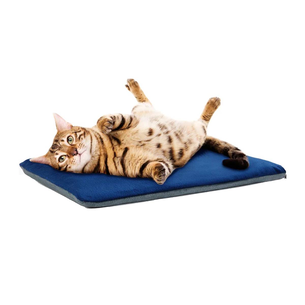 cat on a heated cat bed