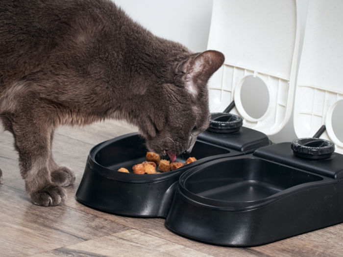 Brown cat eating from an automatic feeder