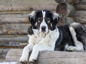 Central Asian Shepherd dog is sitting outside on a log near a log cabin