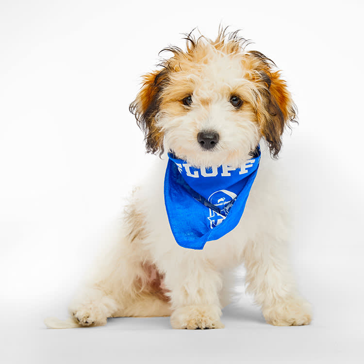 Puppy Bowl small white dog