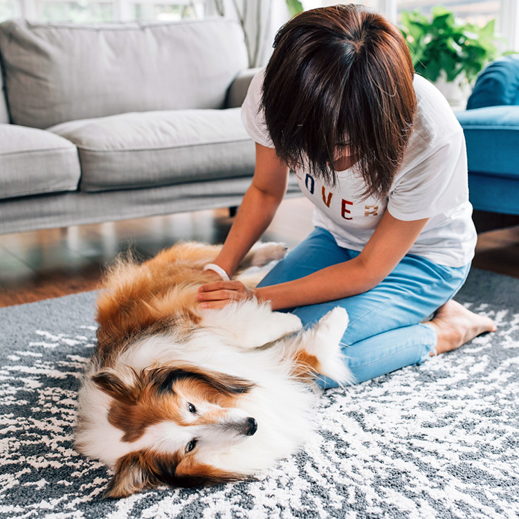 Woman petting her collie's belly at home.