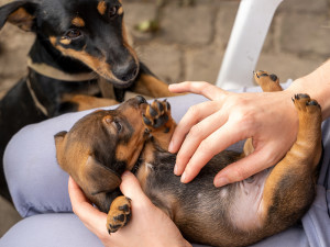 One month old brown brindle Jack Russell puppy lies on a woman's lap. She strokes the dog's soft tummy. Mother dog is watching nearby.