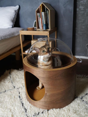 A cat tilting his head at the camera while sitting inside of a cat dome bed from MYZoo next to a bed in a bedroom with tan carpet and gray walls