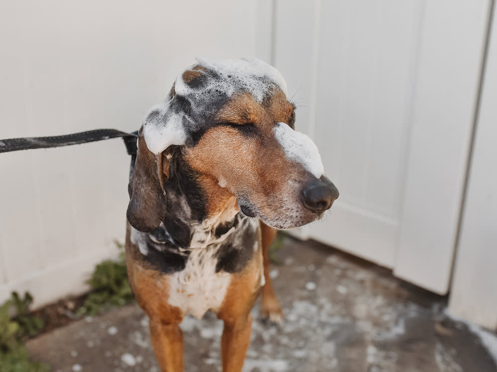 Dog washed after sprayed by skunk