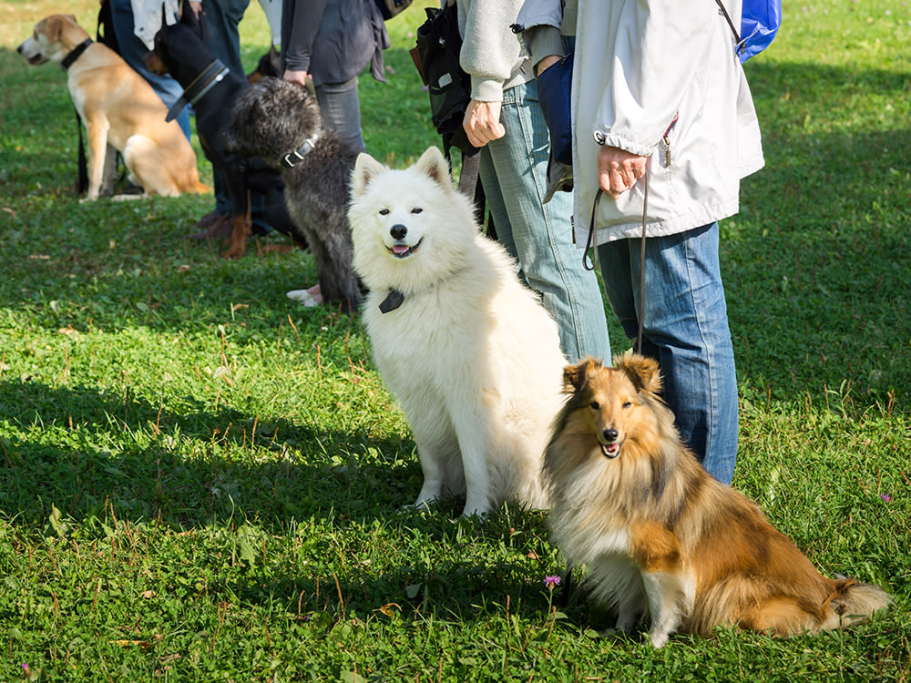 canine obedience classes near me