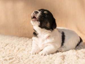 Jack Russell puppy grunting while laying on blanket and crying out